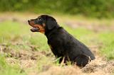 BEAUCERON - PUPPIES 279